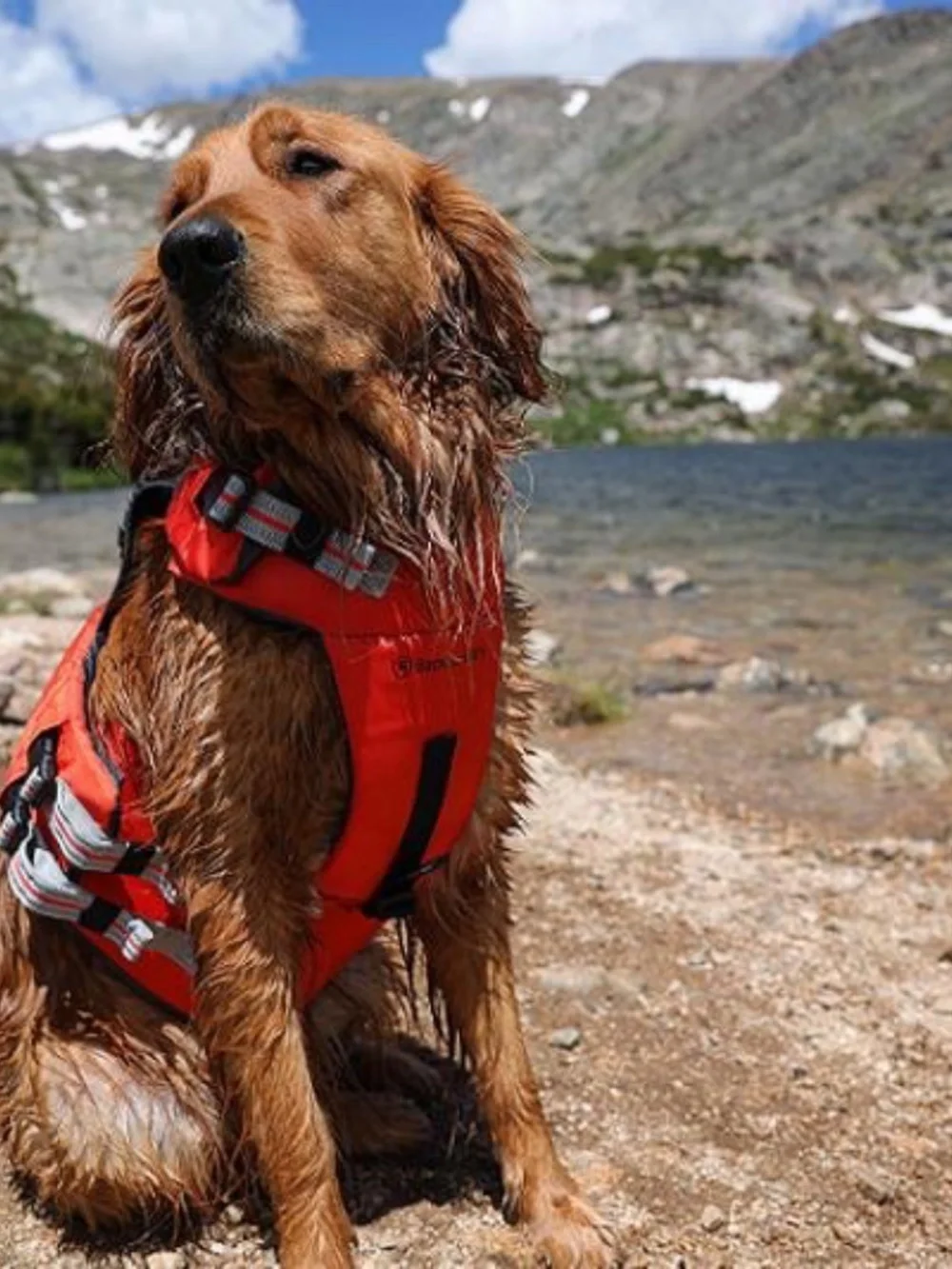Backcountry x Petco Dog Flotation Vest (Small)